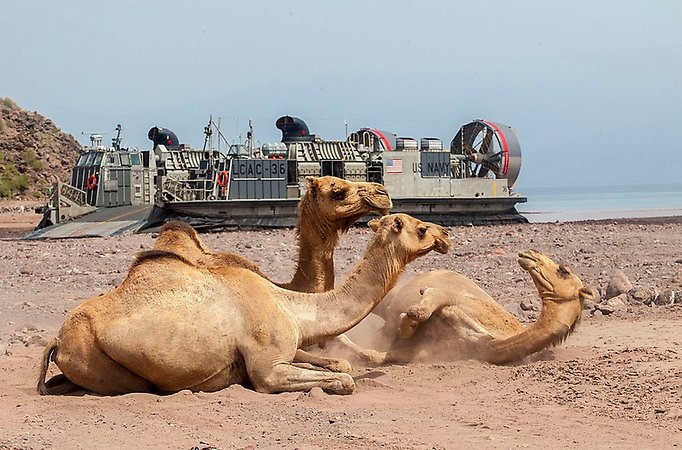 Dromedaries in front of an American landing craft